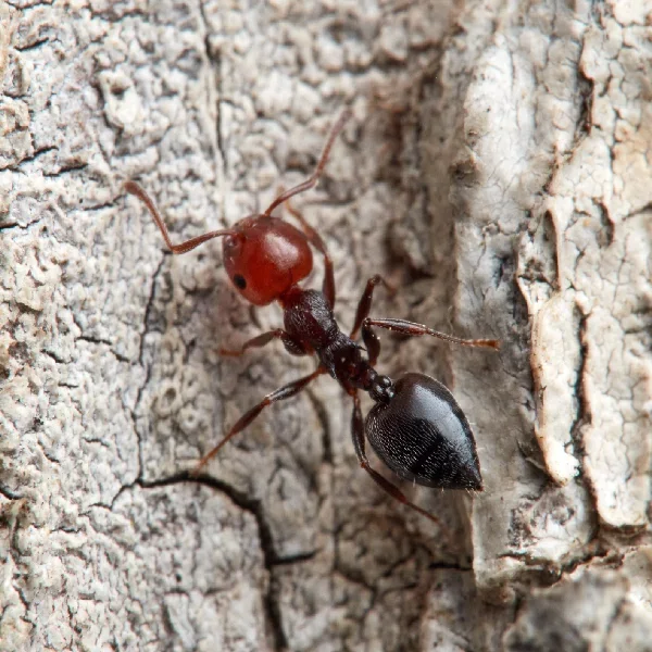 Acrobat ants commonly found in Pennsylvania homes, showing their heart shaped abdomen and activity near wood and moisture damaged areas.