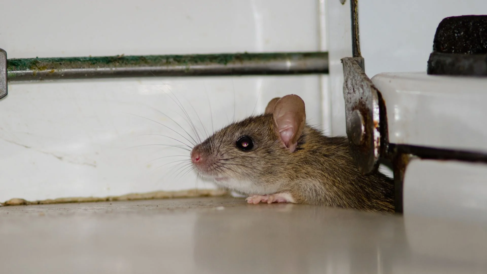 Close-up of a mouse on a kitchen floor near the baseboard and appliance, showing indoor rodent activity.