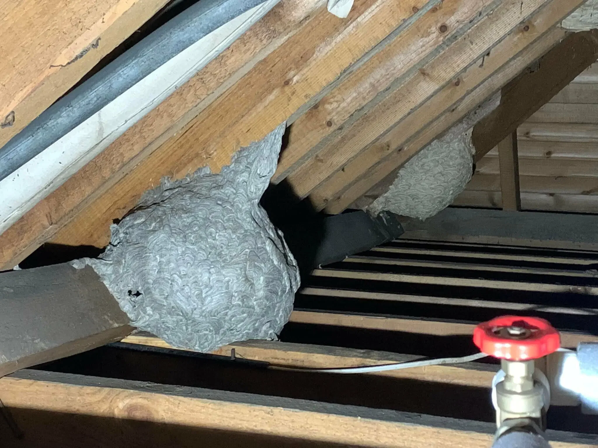 Large hornet nest attached to attic residential structure