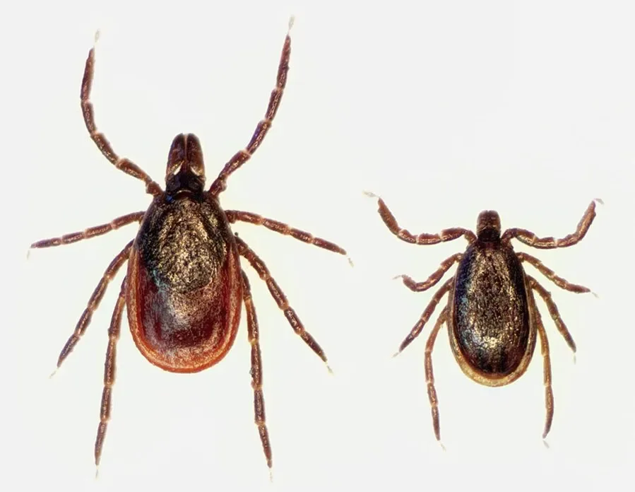 Ticks commonly found in Pennsylvania outdoor environments, including grass, vegetation, and clothing where tick exposure commonly occurs.
