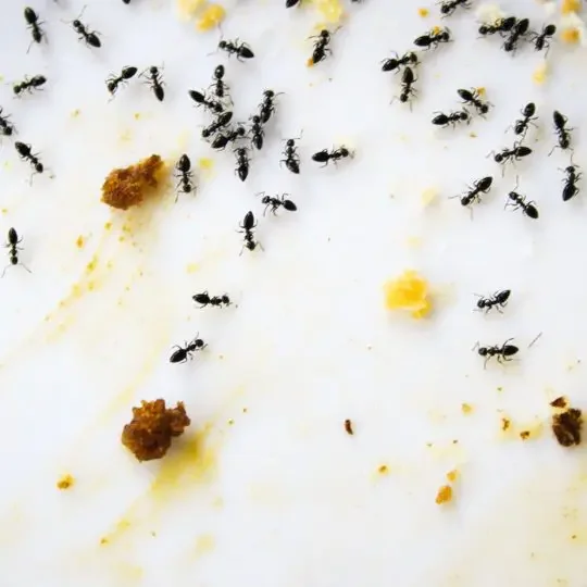 Odorous house ants commonly found in Pennsylvania homes, showing indoor ant trails near kitchens, sinks, and food sources.