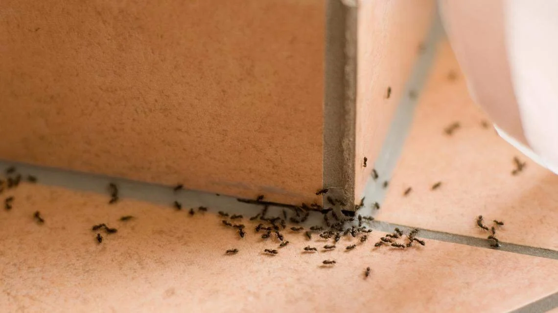 Ant infestation inside a home showing ants contaminating food and trailing through indoor living spaces, indicating when professional ant control may be necessary.