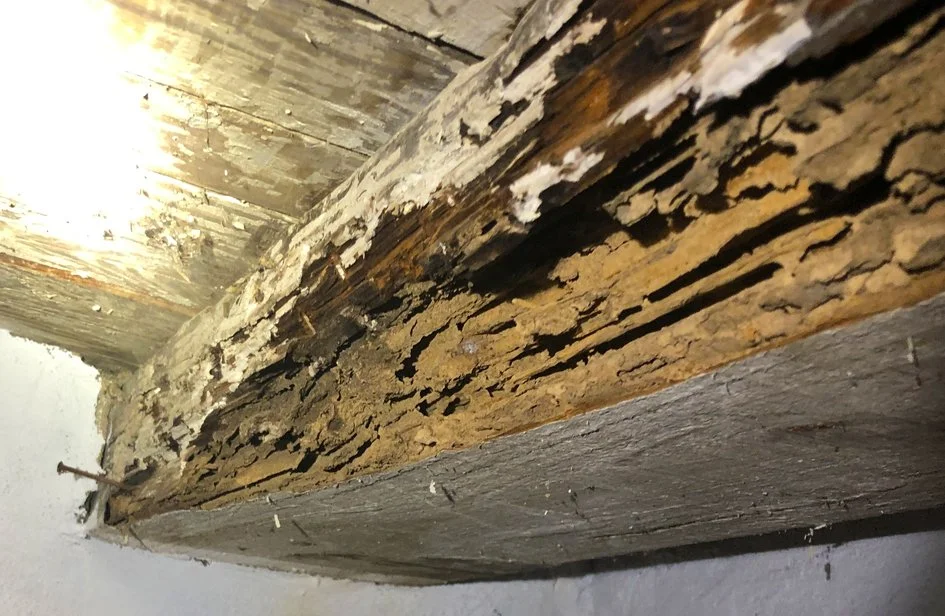 Termites commonly found in Pennsylvania homes, showing mud tubes, wood damage, and structural areas affected by termite activity.