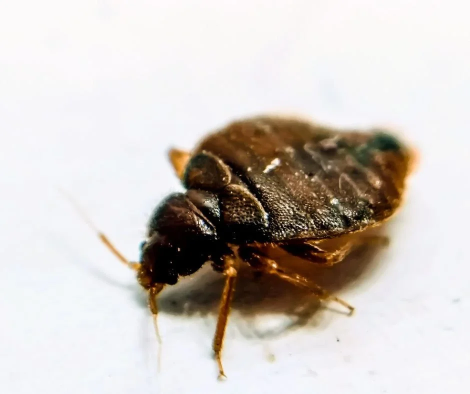 Close-up of a brown bed bug on a light surface in Erie, Pennsylvania, showing its oval body, segmented back, and thin legs in sharp detail.