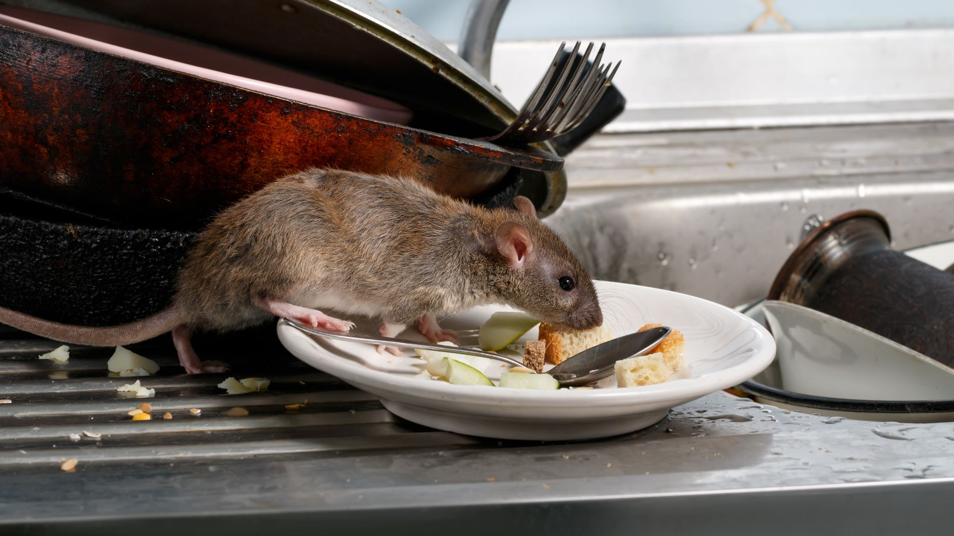 Rodent infestation shown by a rat feeding on leftover food in a cluttered kitchen sink.