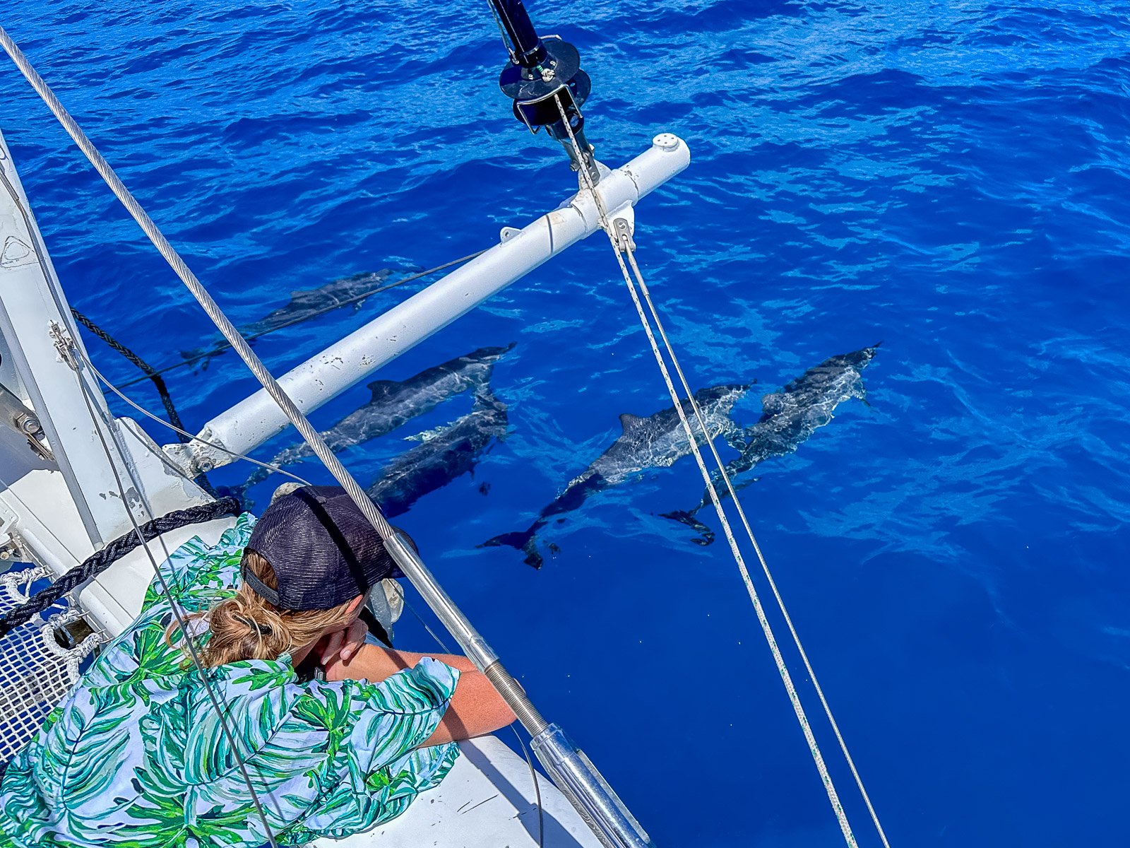 Riding with Dolphins