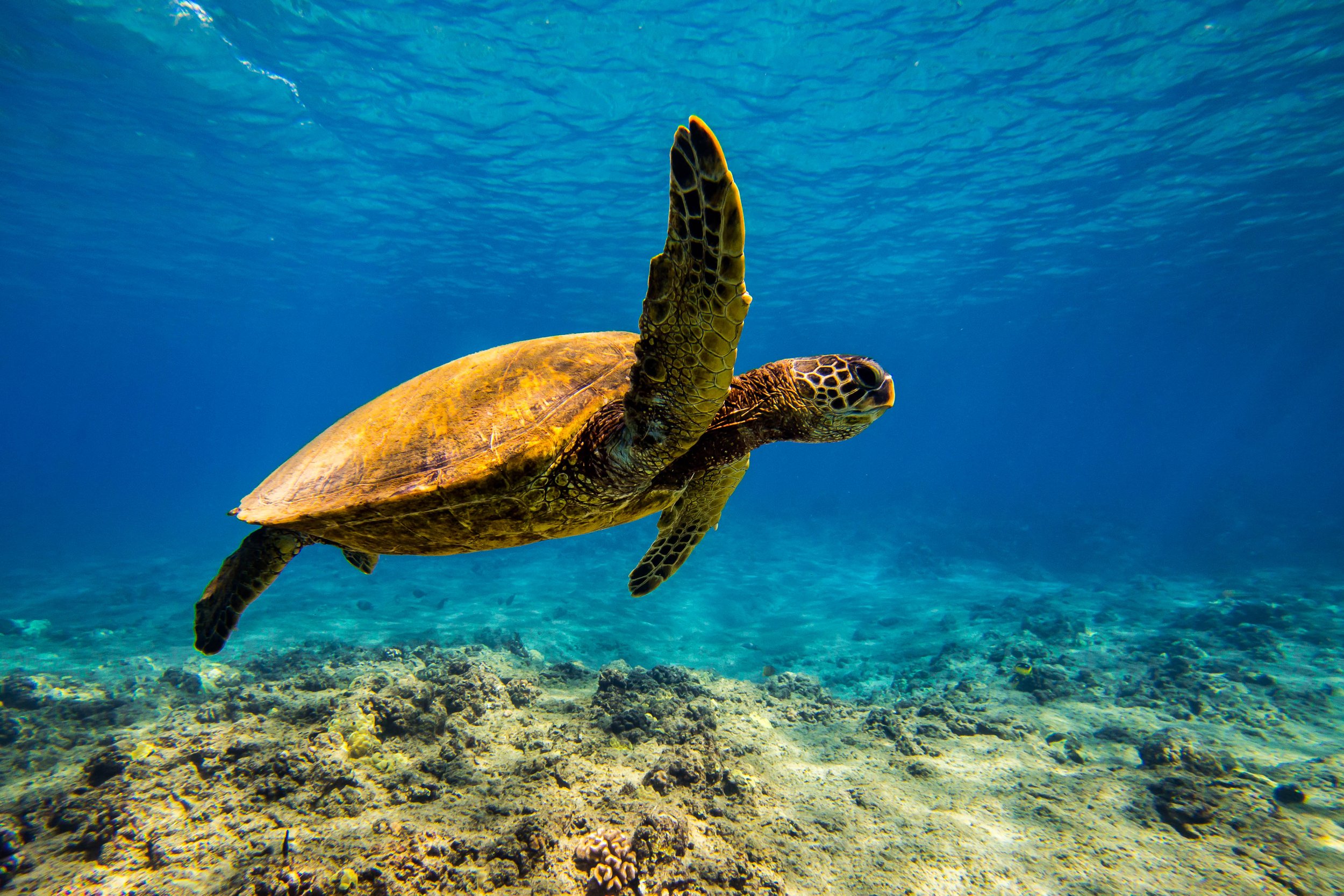 Hawaiian Green Sea Turtle