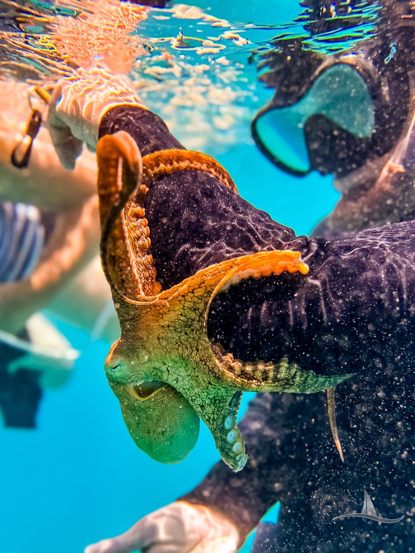 Captain Austin leading a snorkel tour