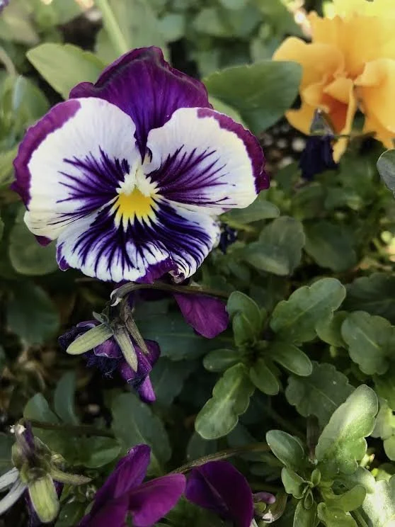 Viola Restore                     Feb 27, 2022