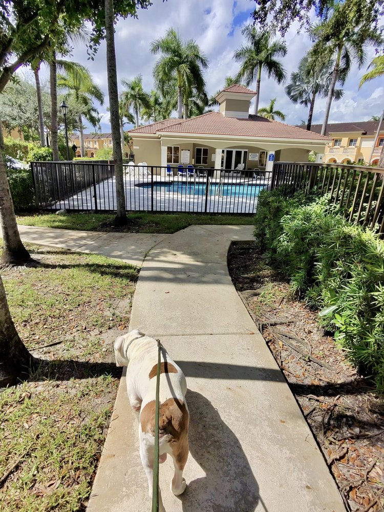 Tyson walking on a sidewalk during an early morning walk in Florida before the pavement gets too hot.