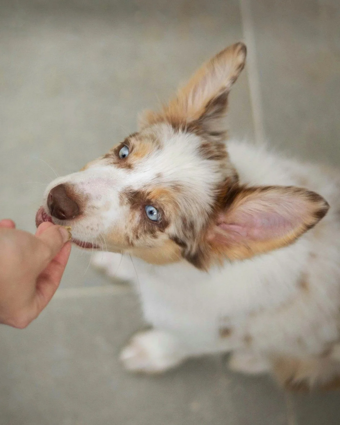 Can dogs eat blueberries? A complete guide