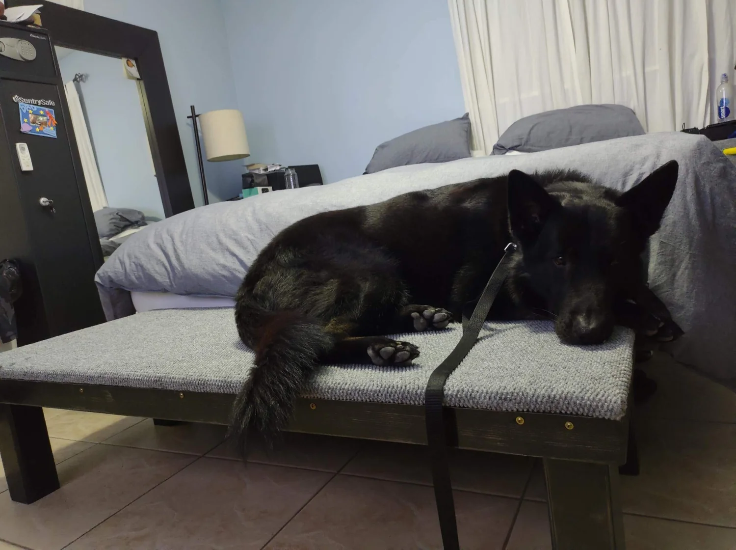 Black German Shepherd resting on a gray upholstered MARK dog platform indoors