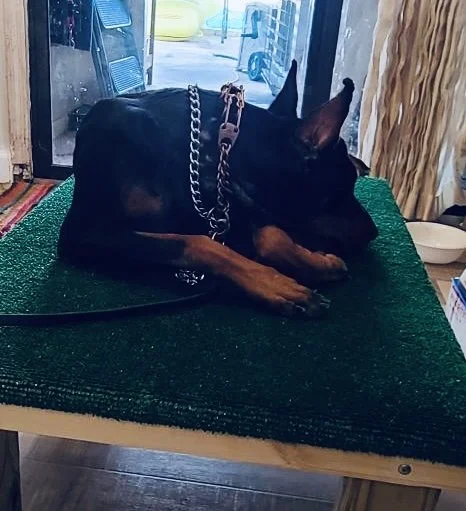Doberman on a MARK 2 by 3 dog platform
