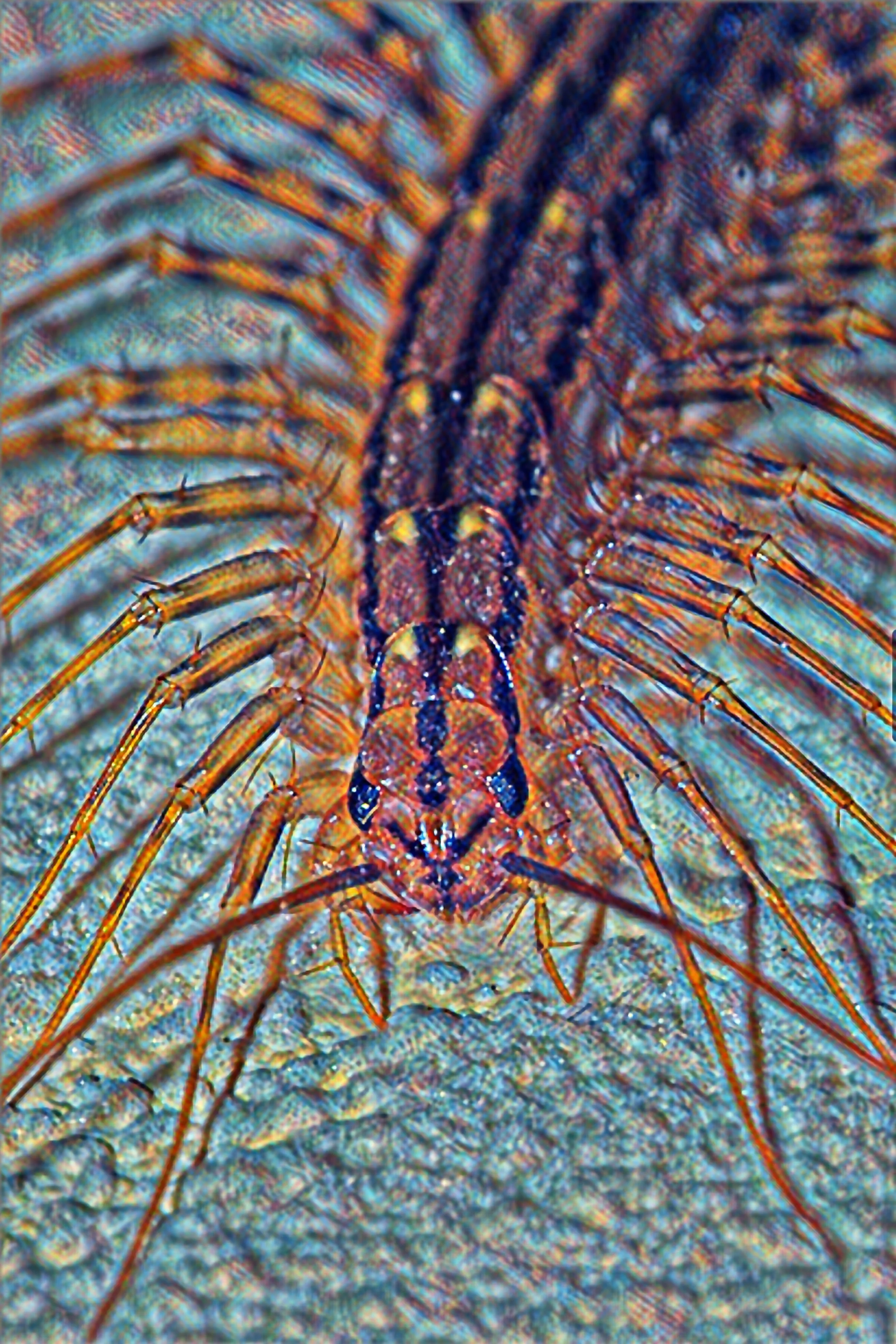 Are Centipedes Dangerous to Dogs? Tyson Found One