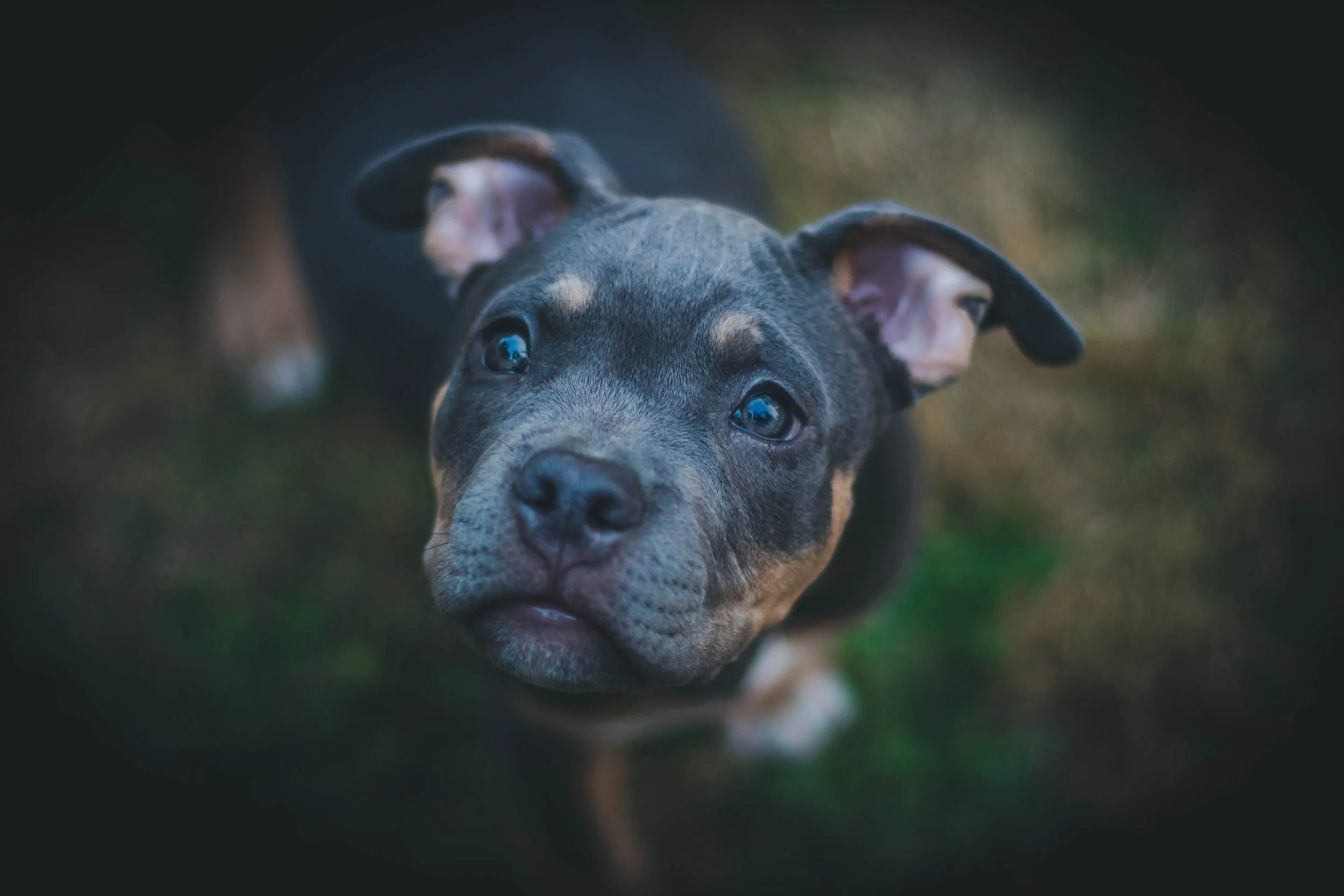Canine Communication: Unlocking the Language of Your Four-Legged Friend