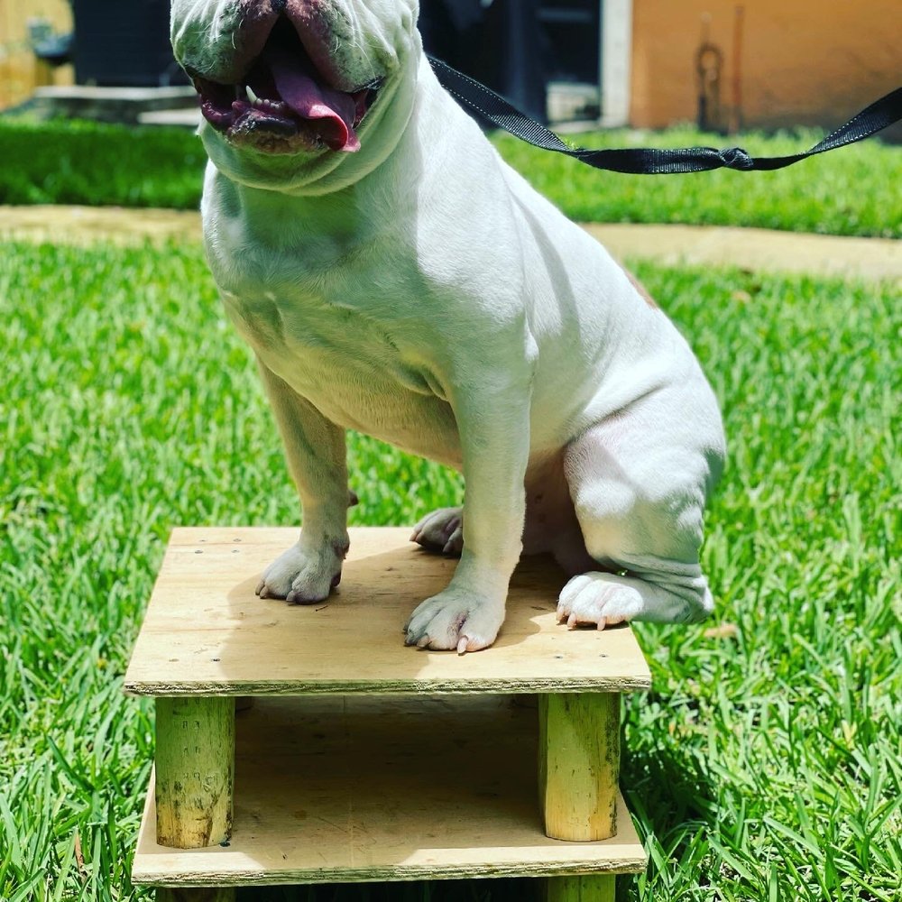 White bulldog sitting on a handcrafted wooden MARK dog training platform outdoors