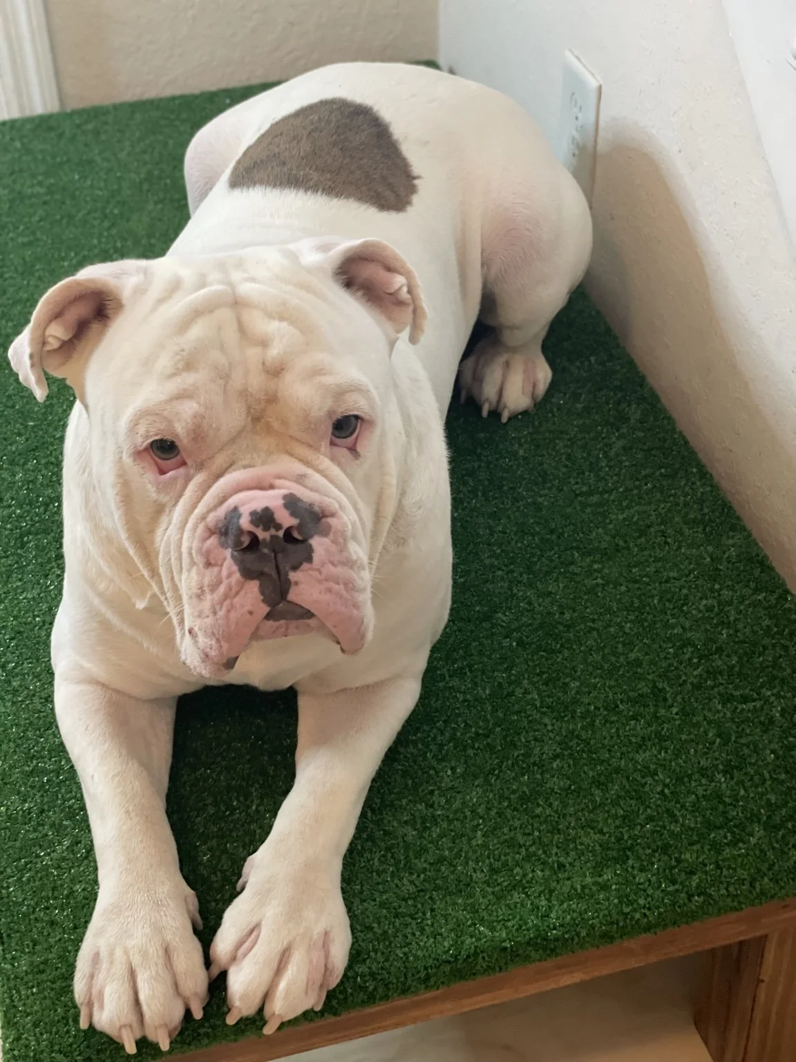 Dog Separation Anxiety and Barking