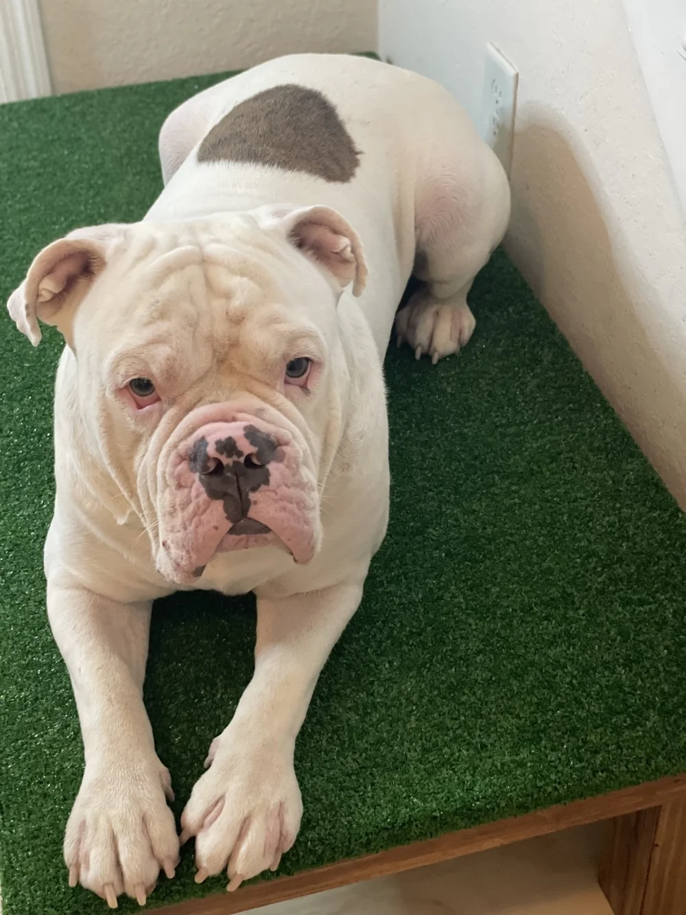 Tyson Gill resting on an Inspired by Tyson MARK dog platform used as a defined place-training surface.
