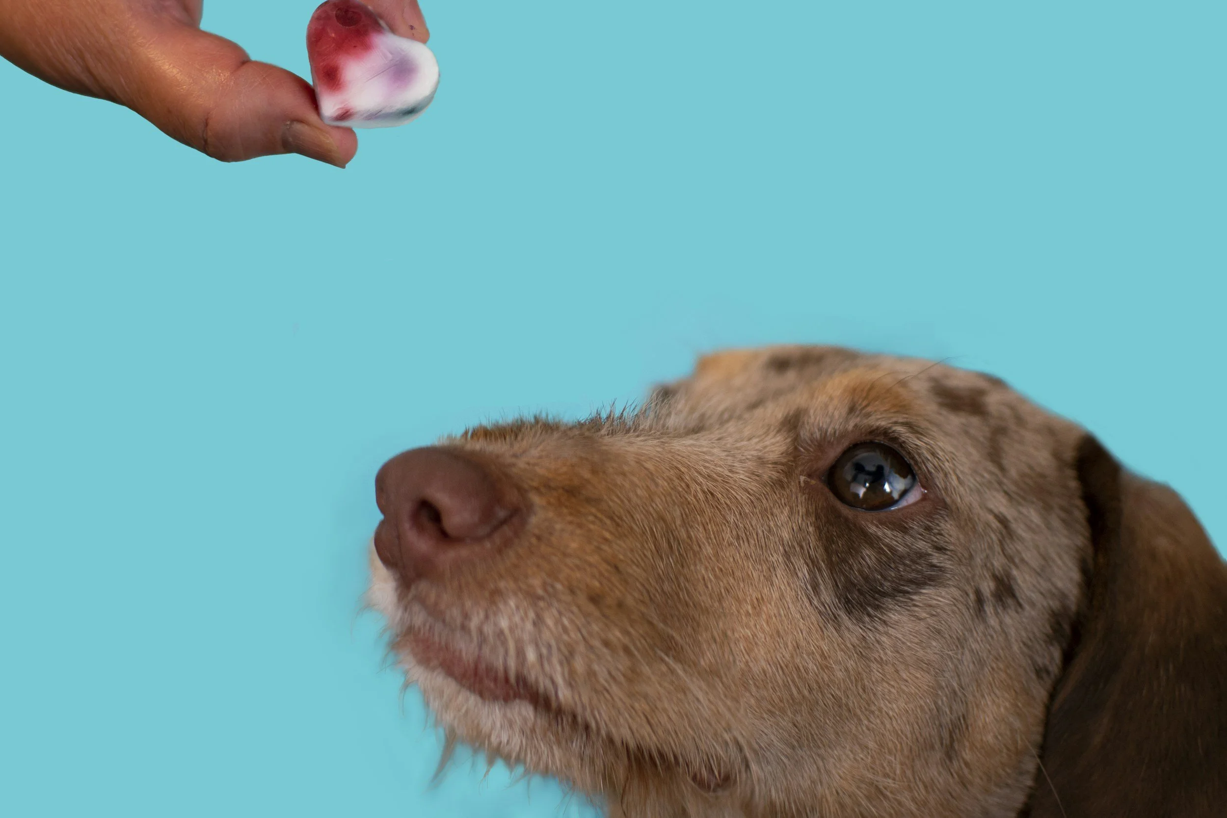 Blueberry Banana Frozen Dog Treats for Dogs