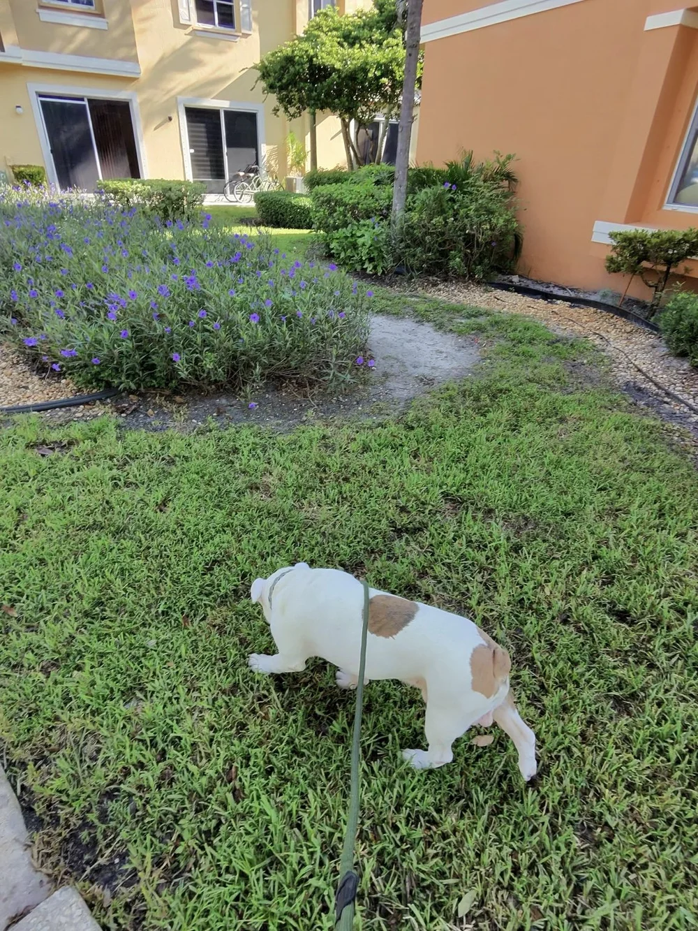 Tyson Gill exploring scents in a tropical courtyard during a walk.