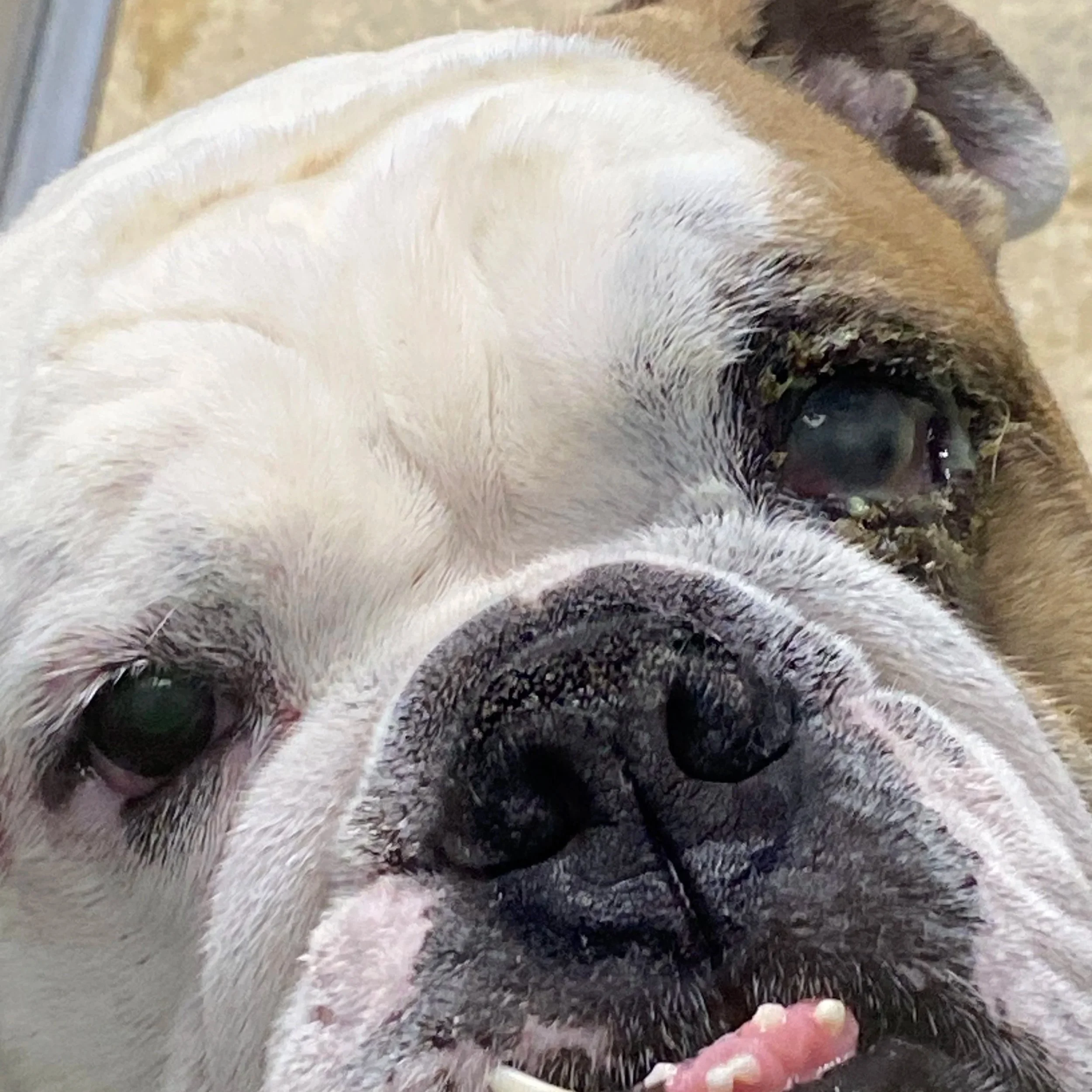 A close-up of a dog's face, showing black and white fur, with dark eyes, and a pink tongue slightly sticking out.