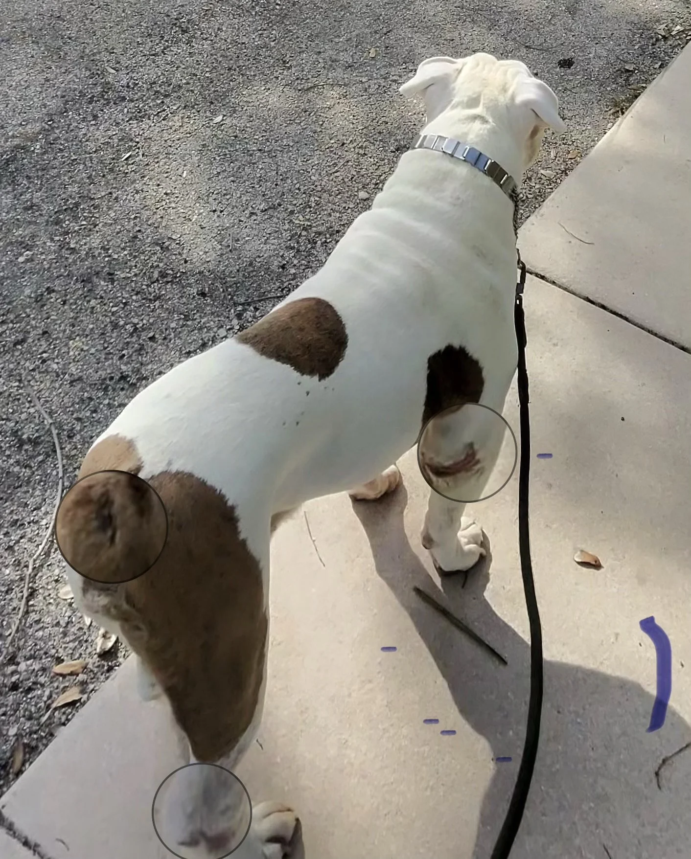 Tyson Gill; O.E.B going for his daily walk. White dog, brown spots. Hot spots on tail, elbow and ankle magnified