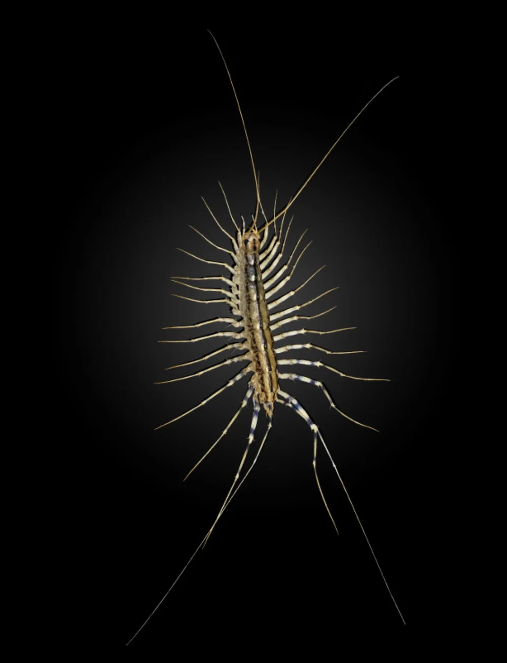 House centipede similar to the one Tyson encountered inside the home.