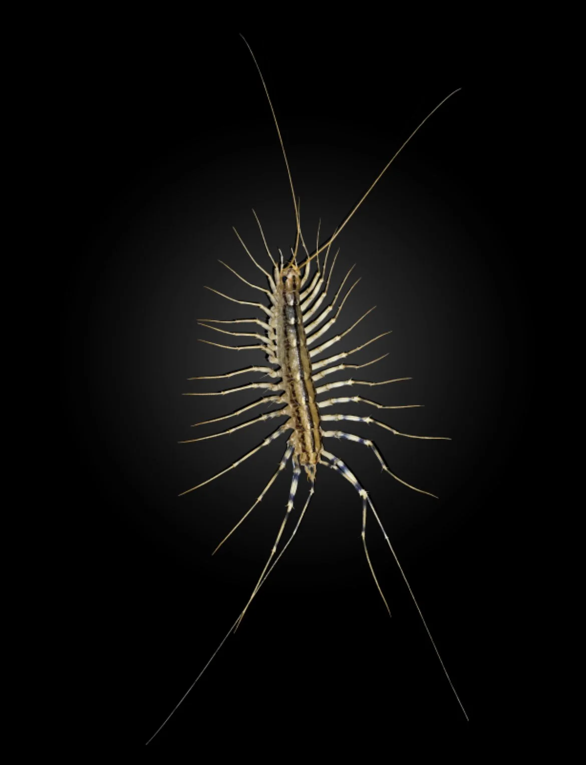 House centipede related to Inspired by Tyson dog and household pest safety coverage.