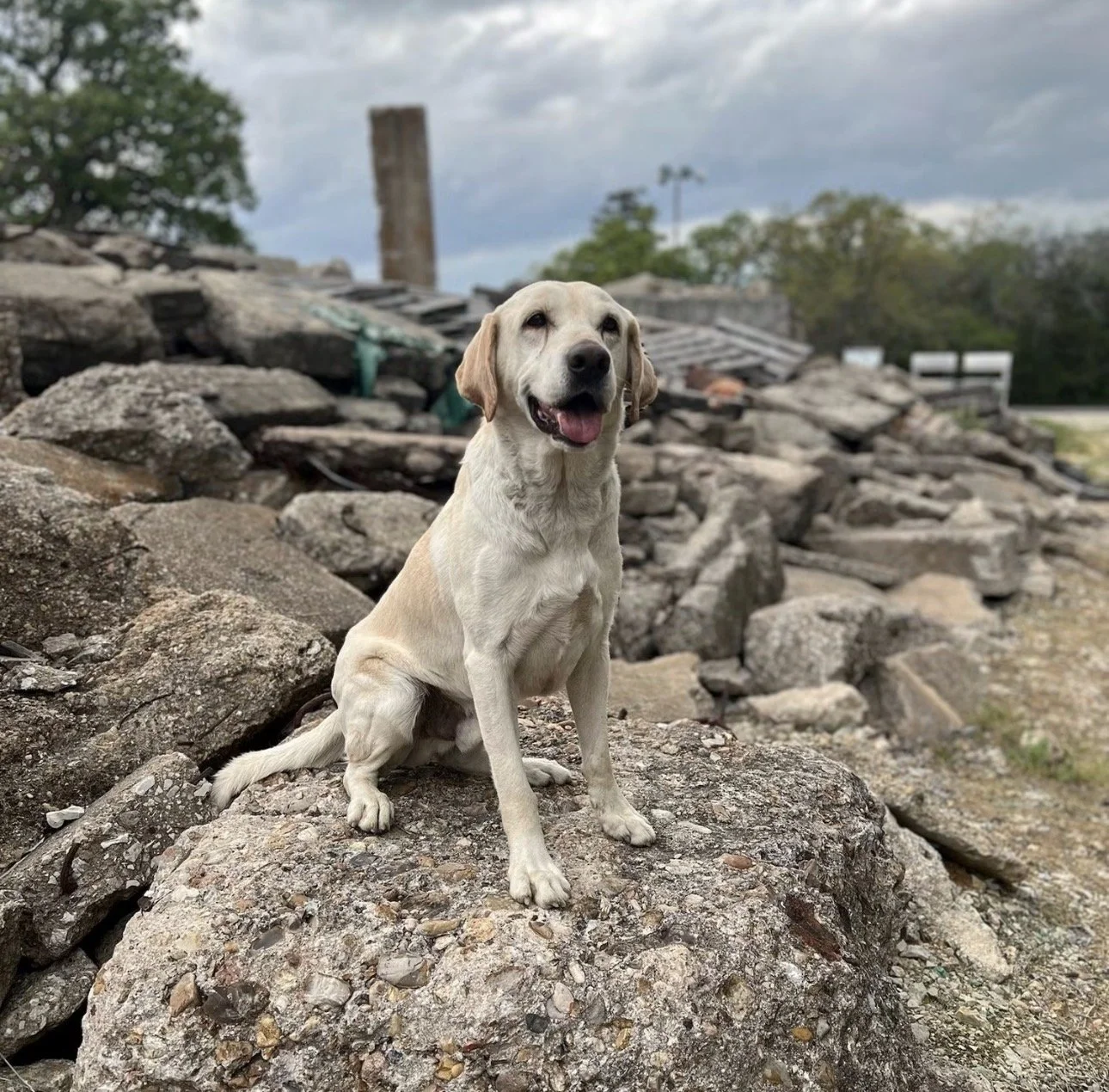 How Shelter Dog Canyon Became a Search Hero