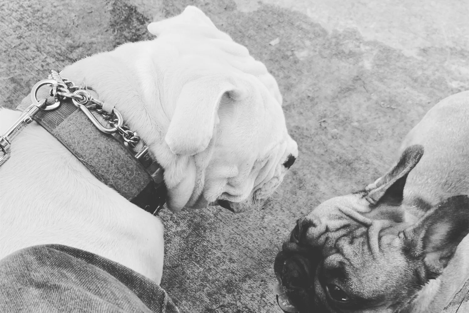 Tyson Gill spending time with another dog, representing everyday canine health and wellness