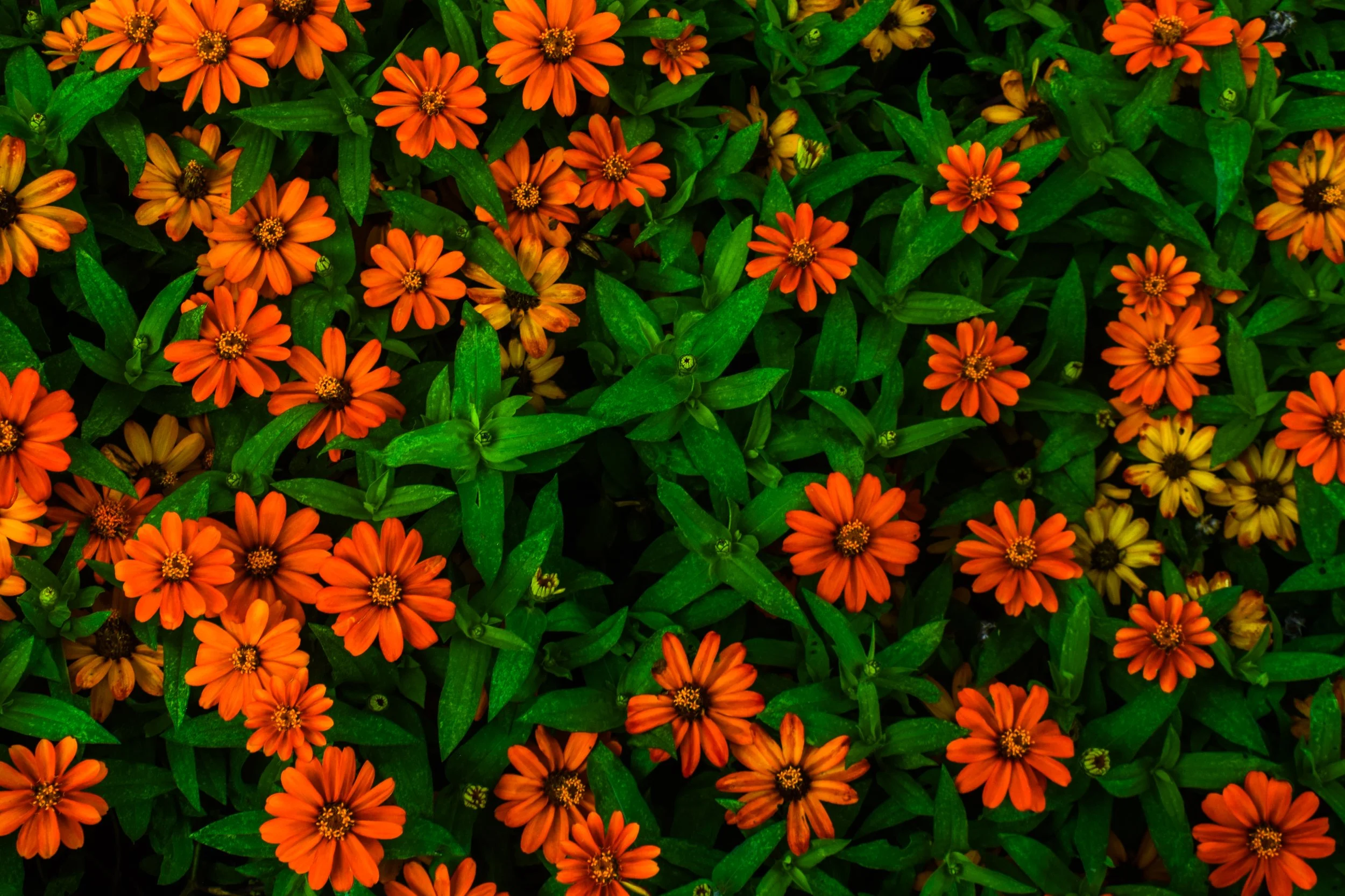 DSC_0432.jpg