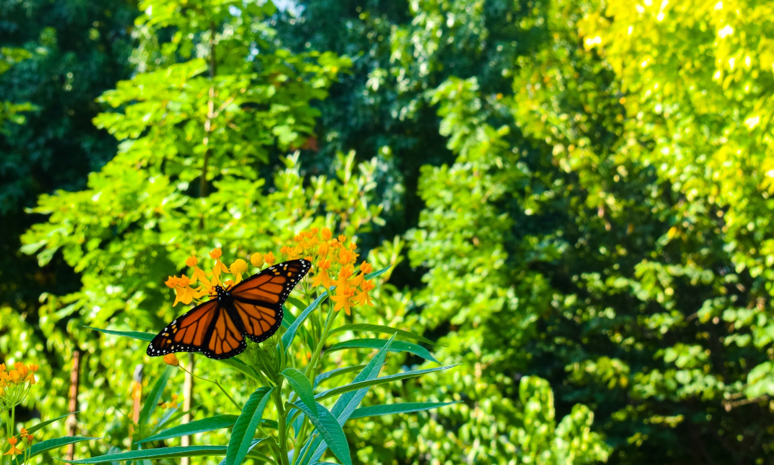 DSC_0991.jpg