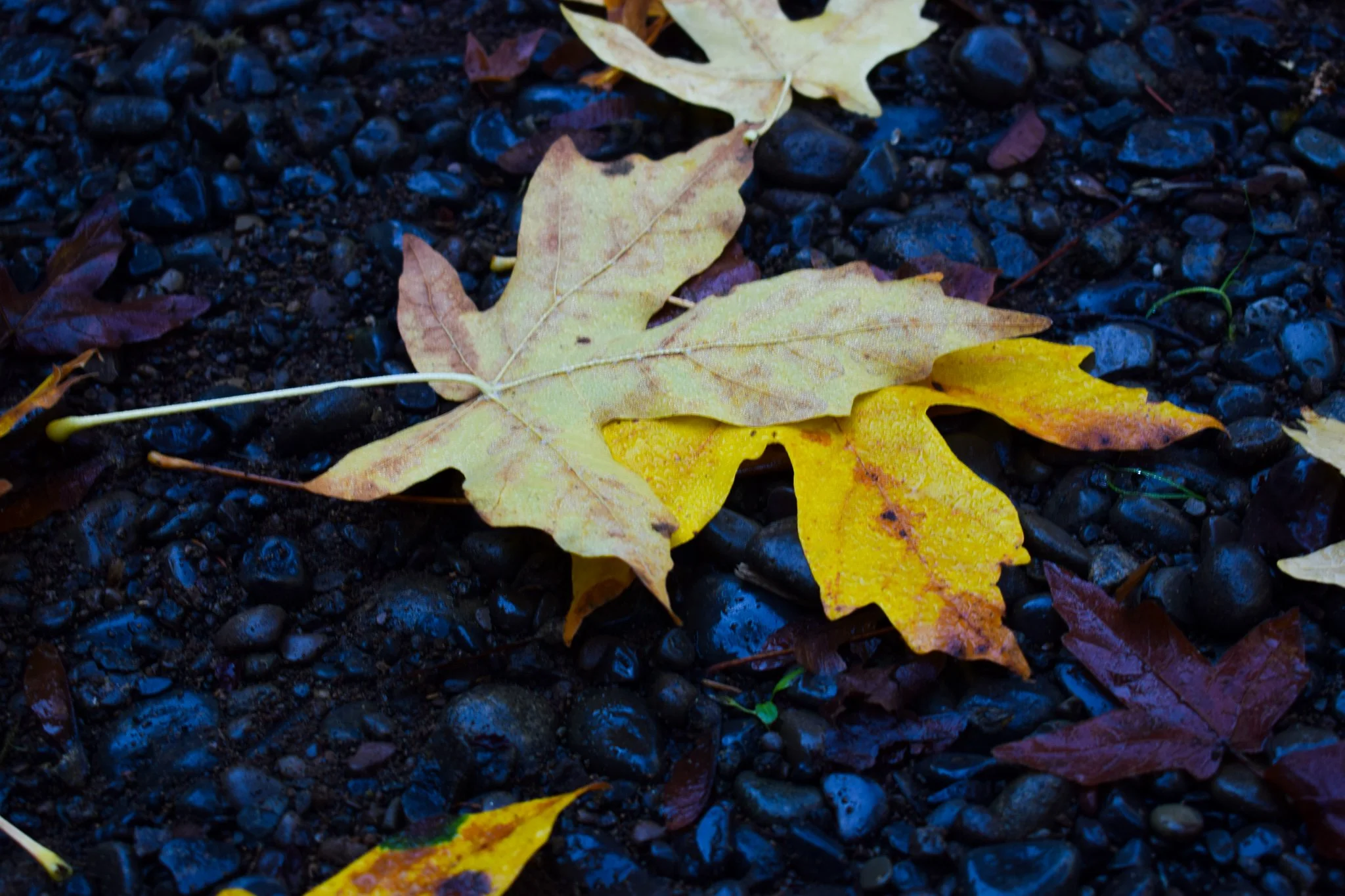 DSC_1817.jpg