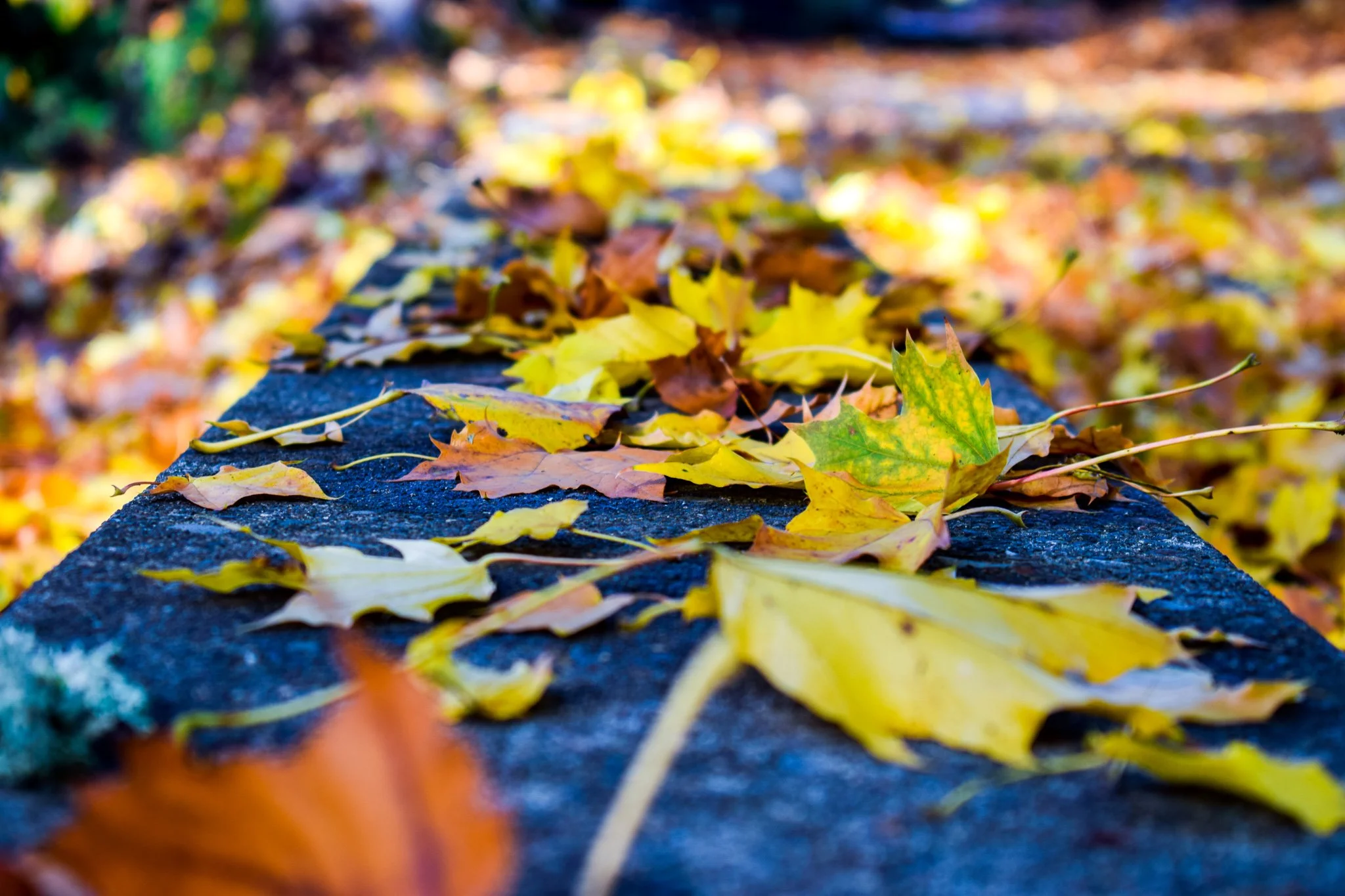 DSC_1989.jpg