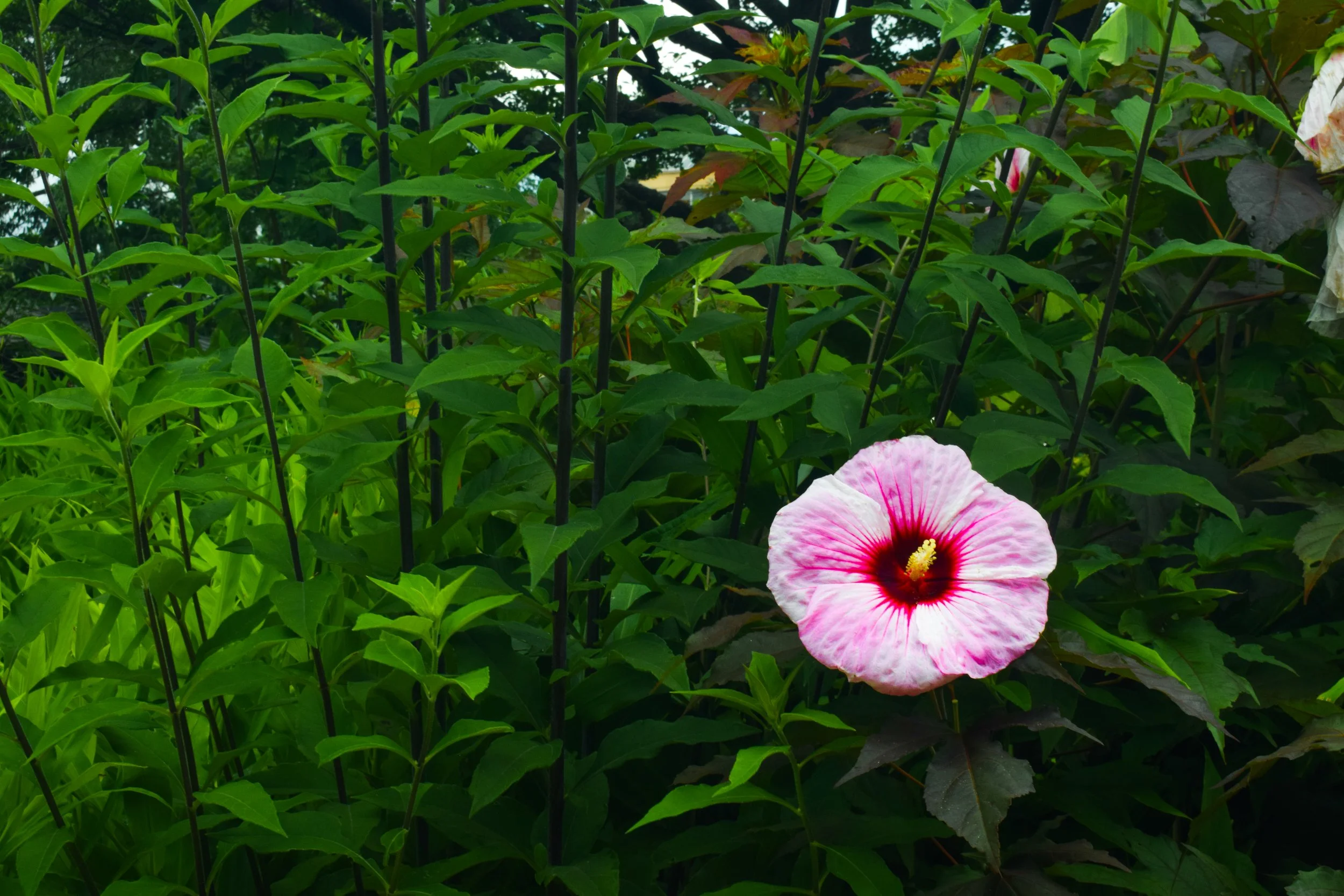 DSC_0263.jpg