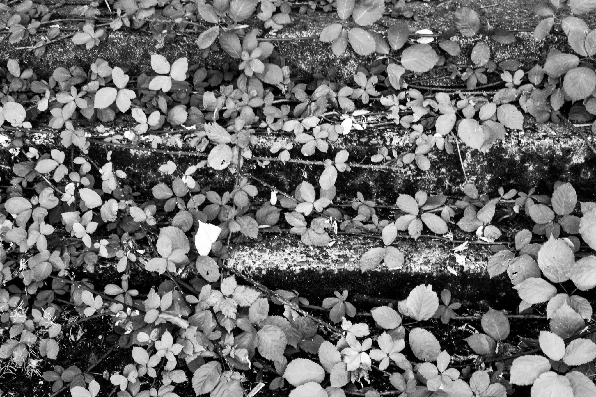 DSC_0216.jpg