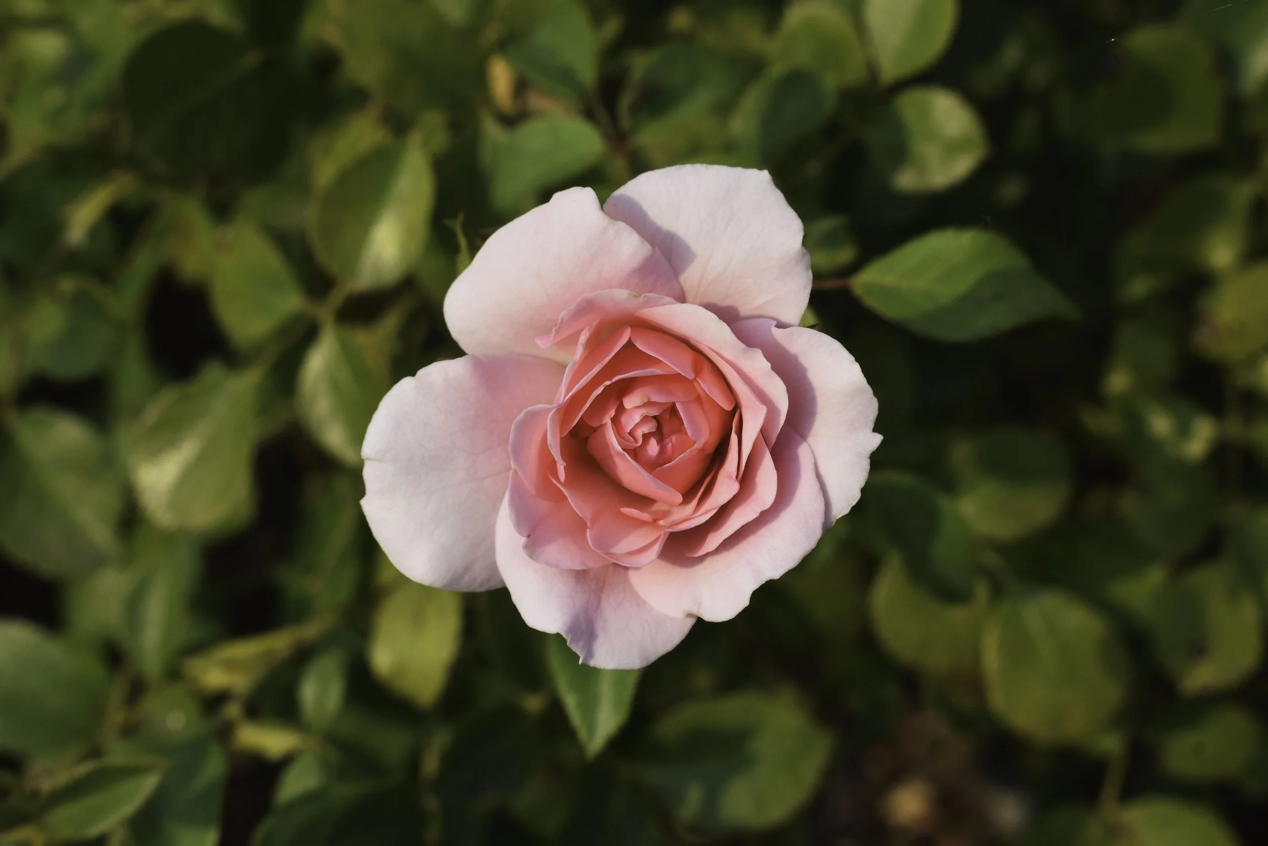 DSC_0112.jpg