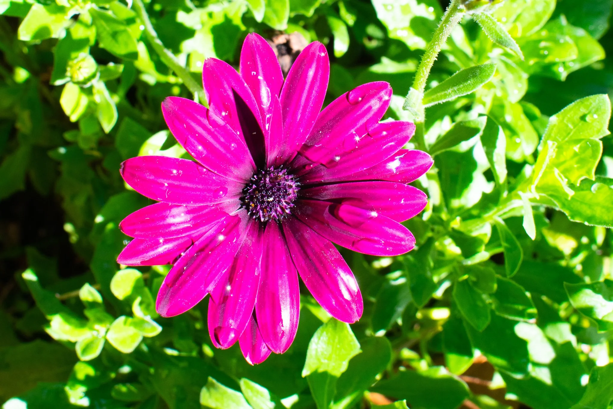 DSC_0963.jpg