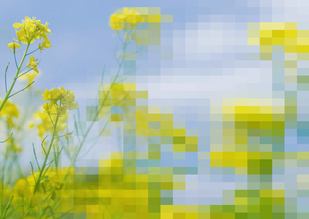 Rape_blossoms_field_abstract-2-2.JPG