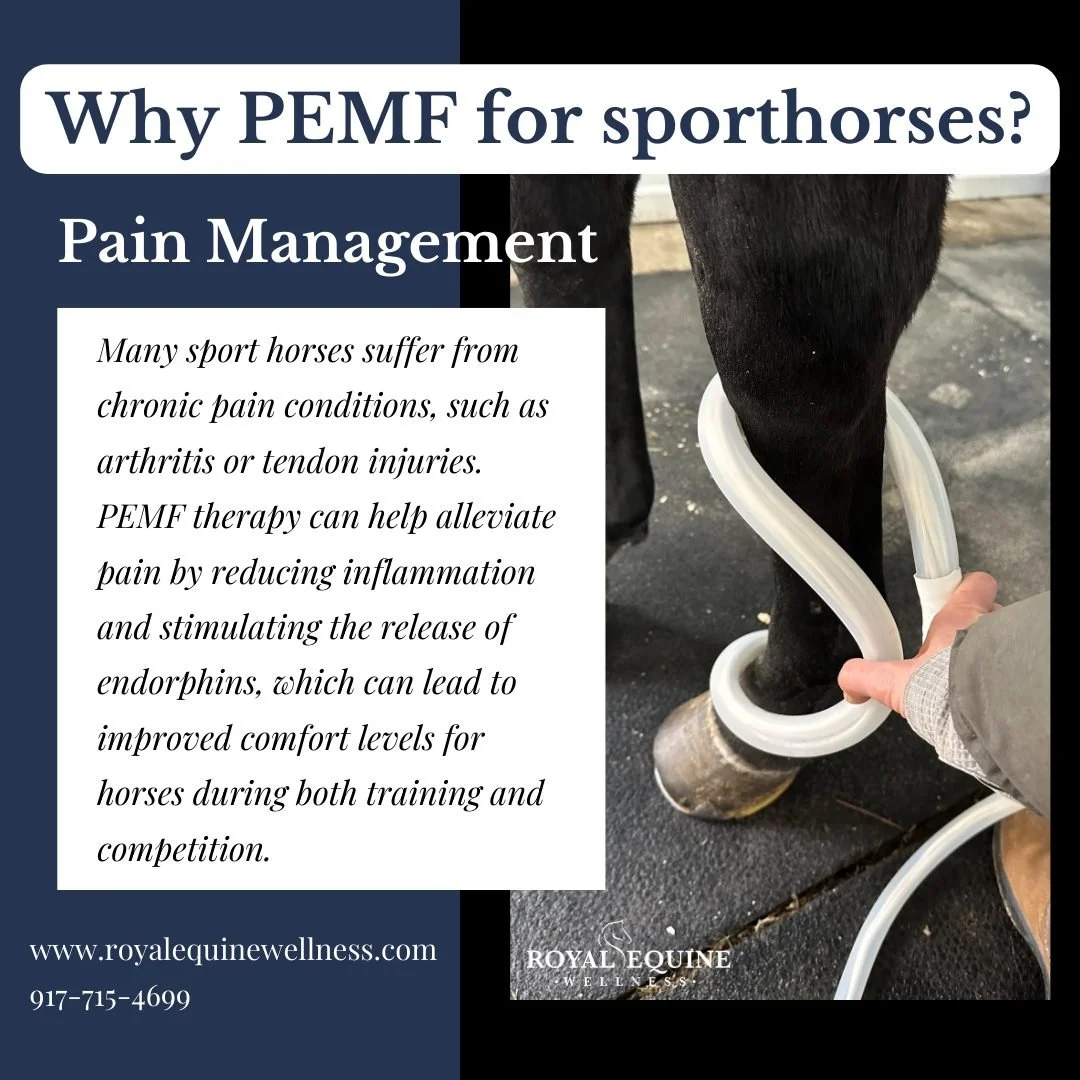 Read More here➡ royalequinewellness.com/blog/6790n8pq64a3zq8a3satsx86sgprdk
#equestrianlife #magnawavepemf @magnawavepemf