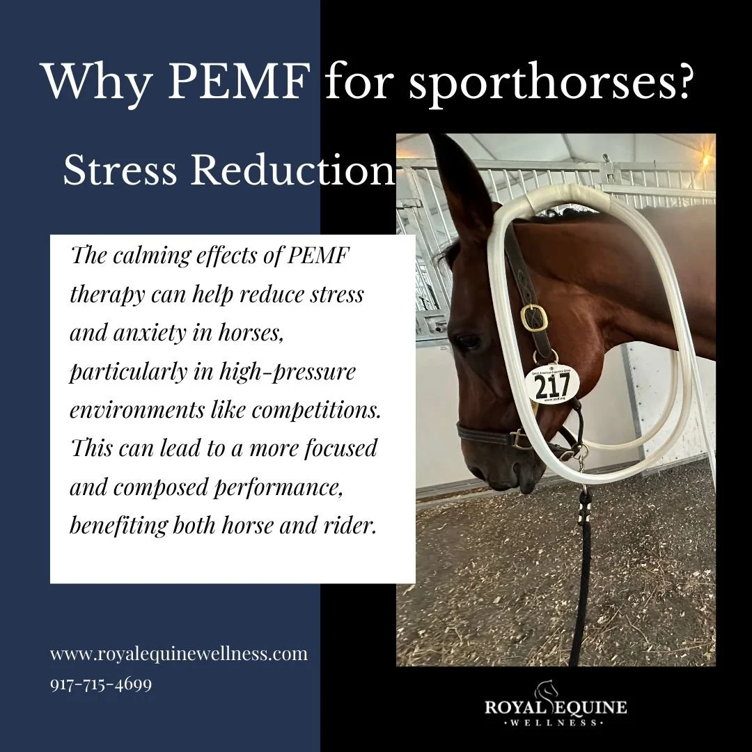 Read more here https://royalequinewellness.com/blog/6790n8pq64a3zq8a3satsx86sgprdk
🐴✨ PEMF reduces stress and anxiety in horses, promoting relaxation and enhancing their overall well-being - a wonderful tool at shows! #PEMF #HorseWellness #StressRel