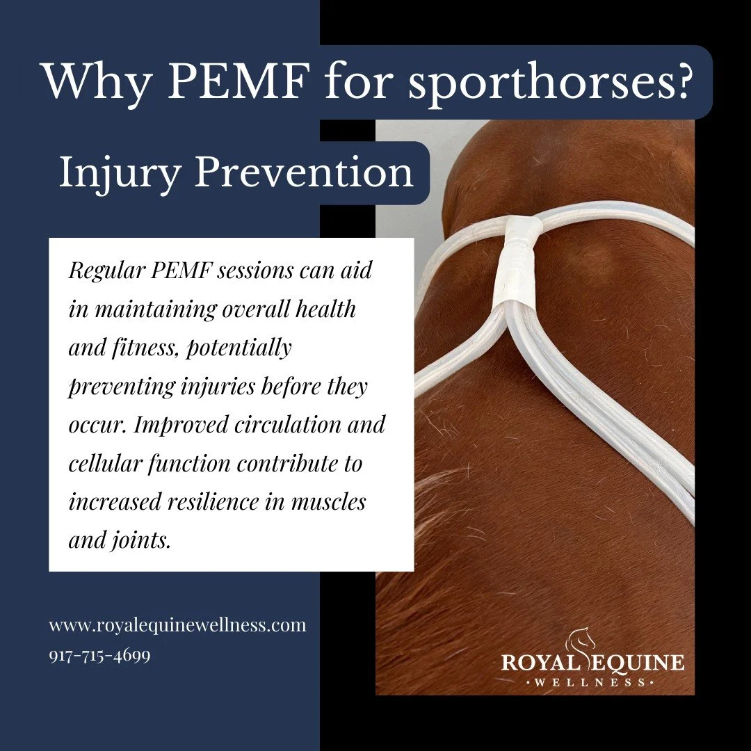 Learn more here ➡️ https://royalequinewellness.com/blog/6790n8pq64a3zq8a3satsx86sgprdk
#Equestrian #EquineTherapy #HorseWellness #EquineBodywork #PerformanceHorses #HorseCare #EquestrianLife #HolisticHorseCare #HorseHealth #WellnessForHorses #Natural