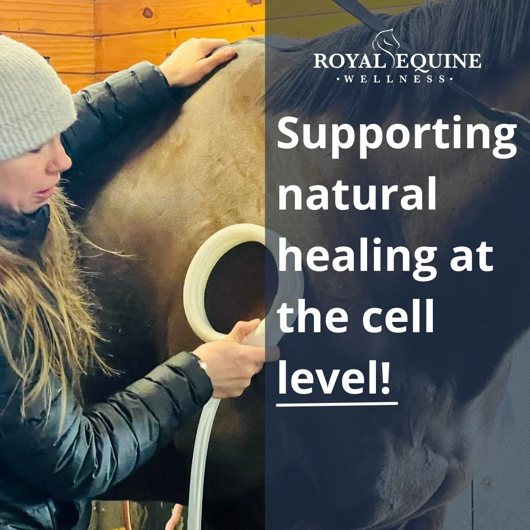 Learn More ➡️ https://royalequinewellness.com/blog/cellular-mechanism-of-pemf-technology
 #PEMF #EquineTherapy #StressRelief #EquineBodywork #Equestrian #HorseCare