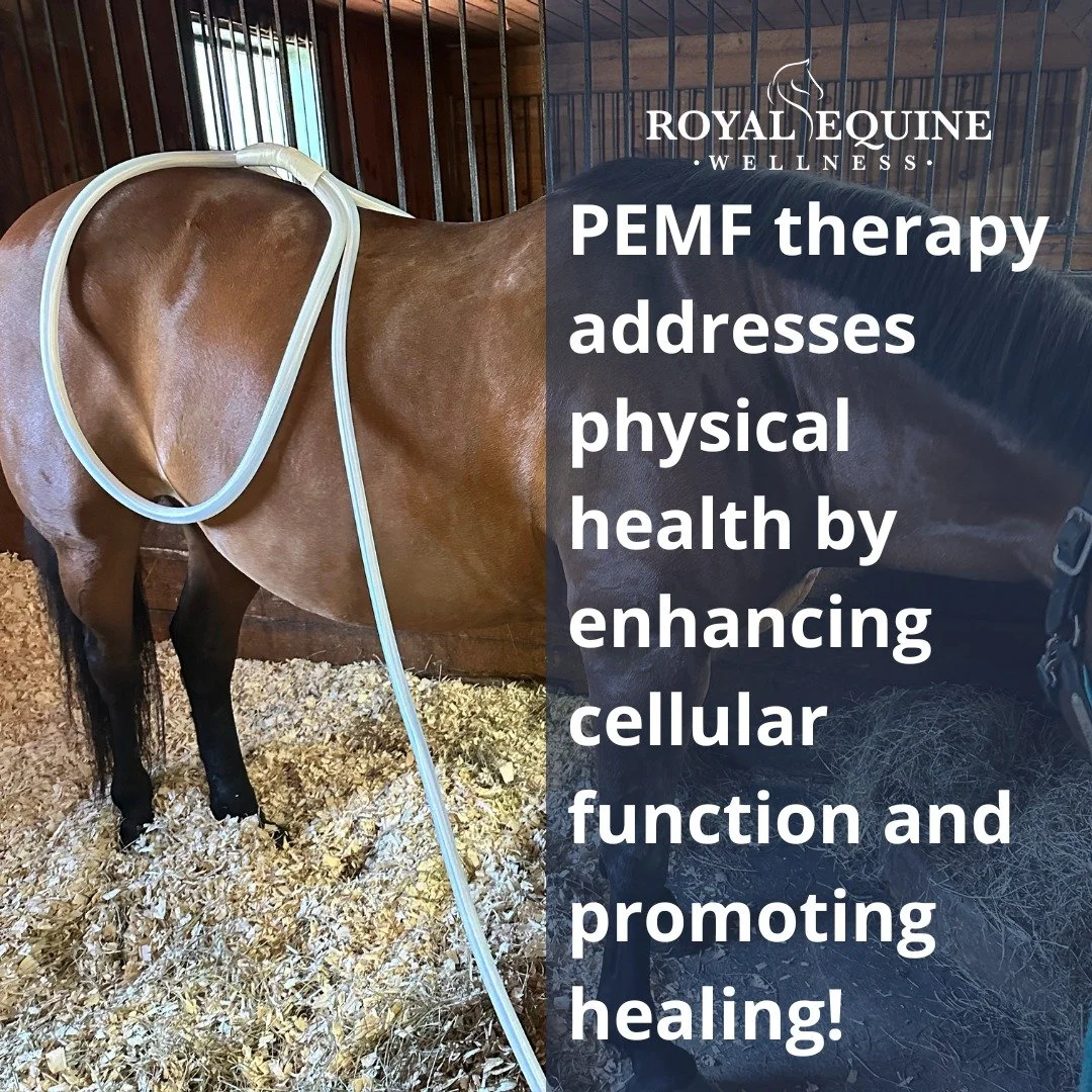 Learn more here ➡️ https://royalequinewellness.com/blog/cellular-mechanism-of-pemf-technology #PEMF #EquineTherapy #EquineBodywork #HorseCare #NaturalHorseCare #HorseHealth #magnawavepemf
