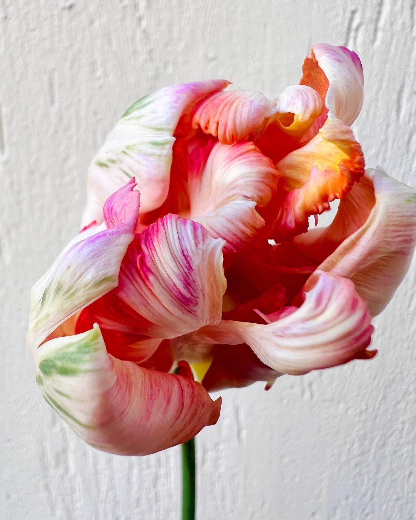 🌷TULIPES 🌷 
Dans vos bouquets de saison cette semaine, il y aura entre autres les magnifiques tulipes 🌷et an&eacute;mones 🌸de notre producteur @petales_berry fra&icirc;chement install&eacute; pr&egrave;s de @chateauroux36 . Elles sont cultiv&eacu