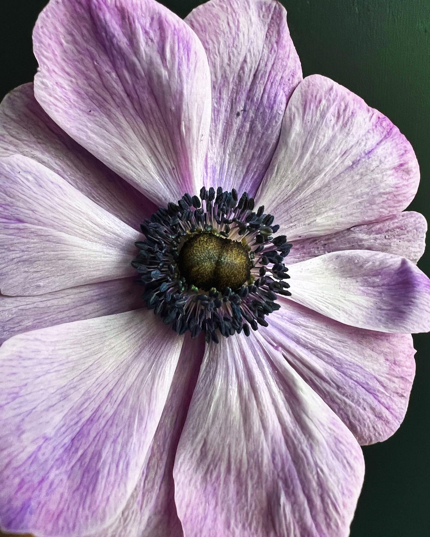 💜 Fleurs de saison 💜 

🌸💜🌸 An&eacute;mone 🌸💜🌸
Mes fleurs d&rsquo;hivers pr&eacute;f&eacute;r&eacute;es ! 

Celle-ci avait plus de 10 jours sur la photo et pfffff qu&rsquo;elle beaut&eacute;! 

#fleursdesaison #fleurslocalesetdesaison #fleursf