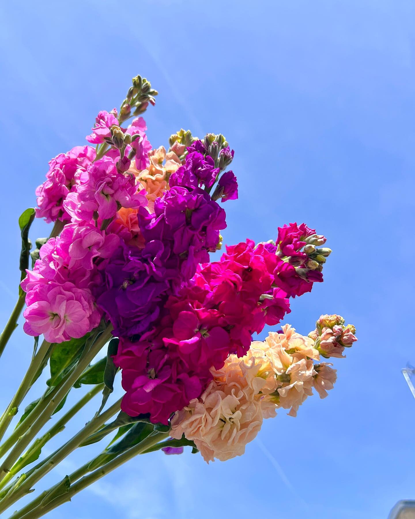 🌸Fleurs locales &amp; blue sky 🌈☀️

@collectif_delafleurfrancaise @clementfleurs 

#fleursfrancaises #fleurslocalesetdesaison #atelierfloral #fleuristetours #tourscity #touraineloirevalley