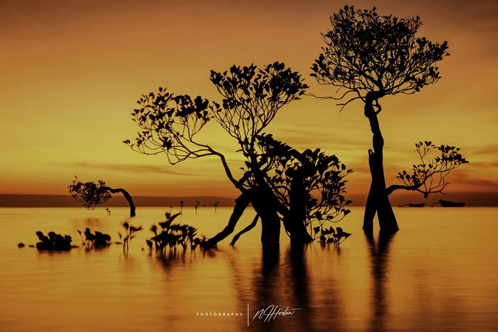Dancing trees at low tide at sunset in Sumba