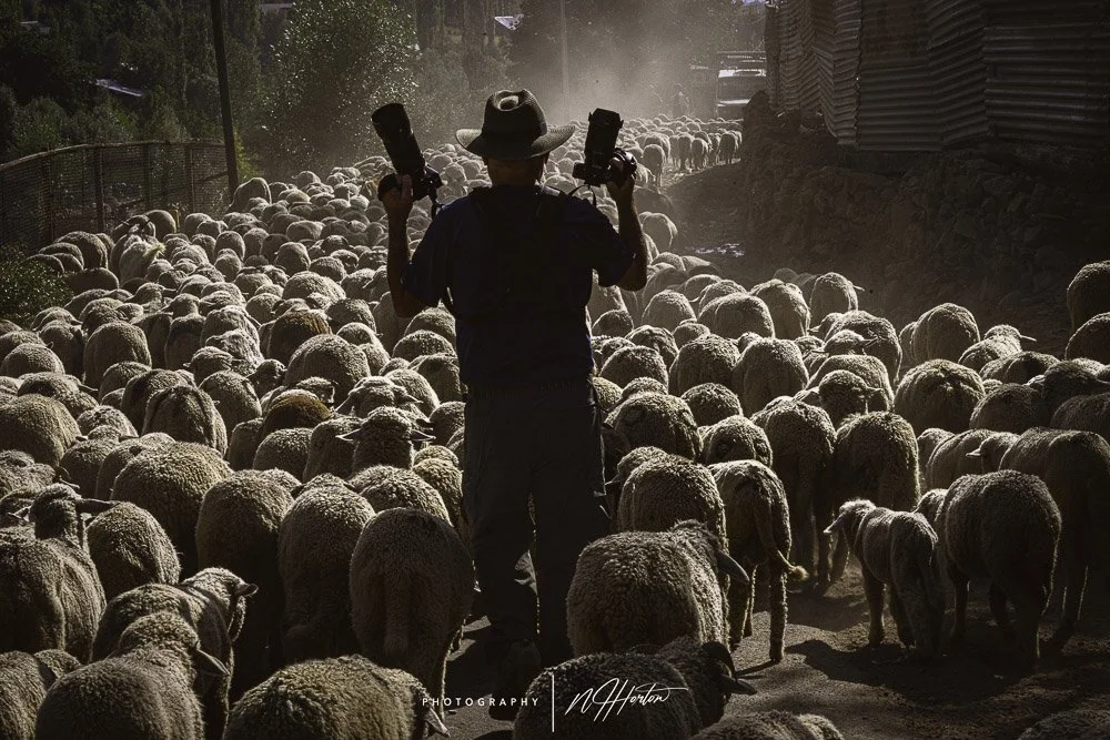 Photographer with goat herd, Kashmir