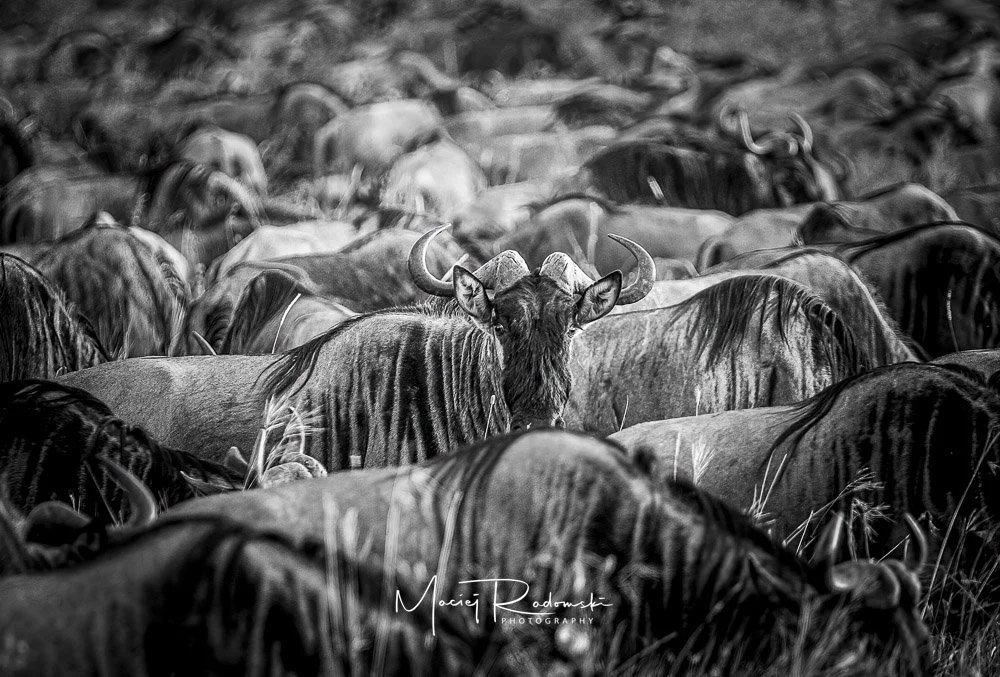 a large group of wildebeeste in Tanzania